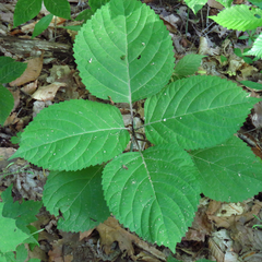 Collinsonia canadensis