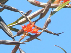 Scaphyglottis bidentata