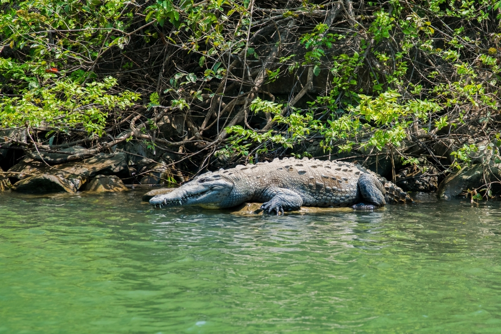 American crocodile on a rocky ledge at the edge of green river water in Chiapas, Mexico