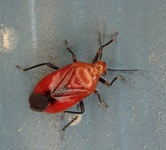 Tropidosteptes cardinalis