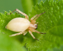 Cheiracanthium inclusum