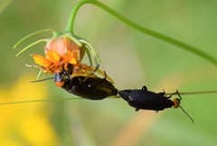 Epicauta atrata
