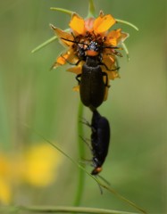 Epicauta atrata