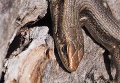 Pseudemoia entrecasteauxii