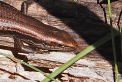 Pseudemoia entrecasteauxii