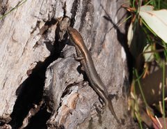 Pseudemoia entrecasteauxii