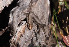 Pseudemoia entrecasteauxii