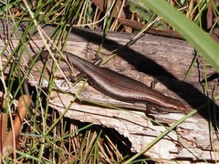 Pseudemoia entrecasteauxii