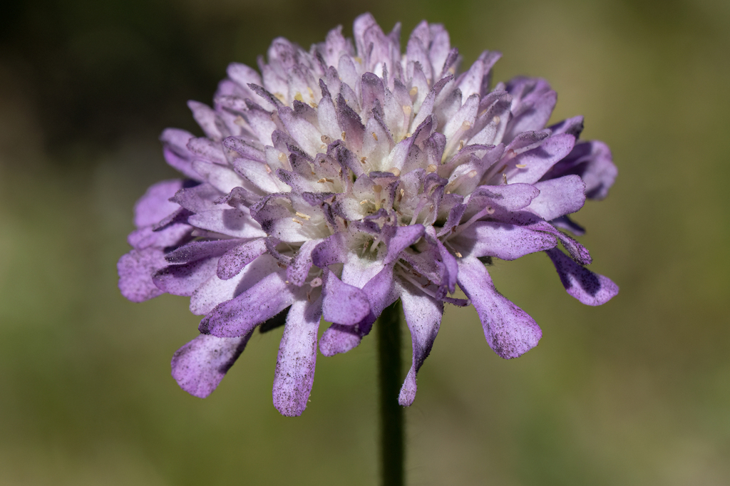 Peronospora violacea