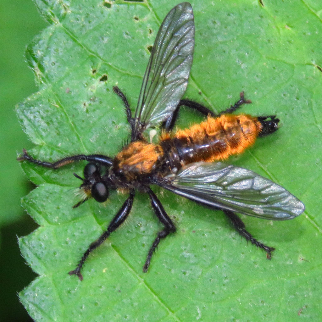 Laphria sericea