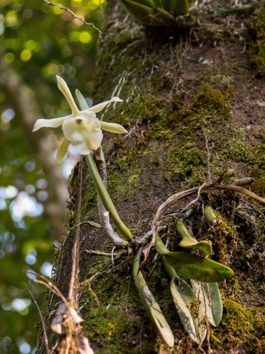 Rhyncholaelia glauca, photograph 1