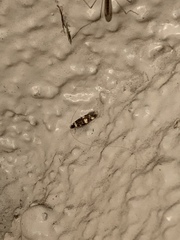 Oegoconia novimundi