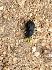 Microschatia inaequalis