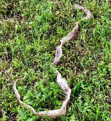 Masticophis flagellum testaceus