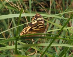 Heteronympha solandri