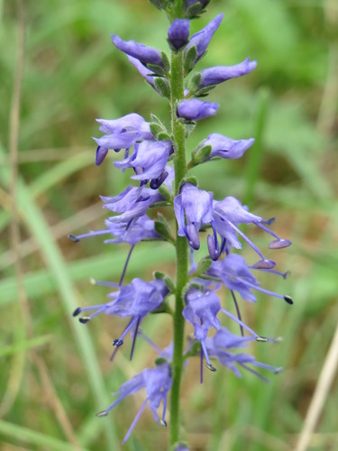 Spiked Speedwell