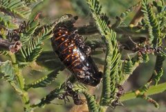 Jalmenus evagoras