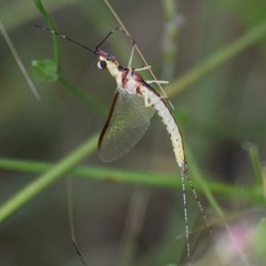 Hexagenia bilineata