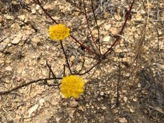 Chaenactis glabriuscula