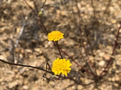 Chaenactis glabriuscula