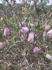 Melaleuca decussata