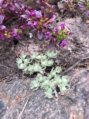 Psilocarphus brevissimus