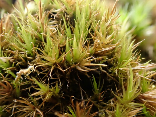 Dicranum spadiceum observed 2024-06-15