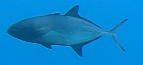 Black jack (Caranx crysos) — Carangidae — 2