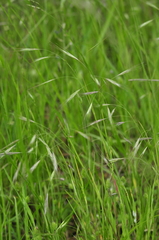 Bromus rigidus