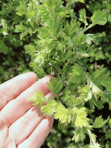 Caucasian Hawthorn (Crataegus laciniata)