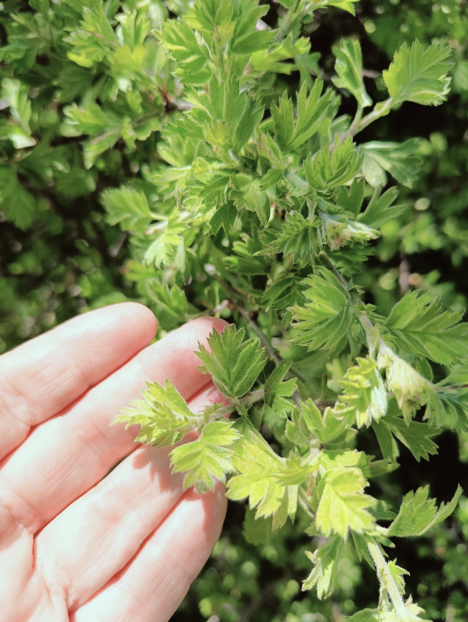 Caucasian Hawthorn (Crataegus laciniata)