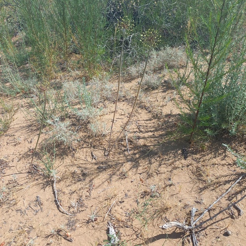 Sand leek (Allium sabulosum)