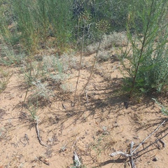 Sand leek (Allium sabulosum)