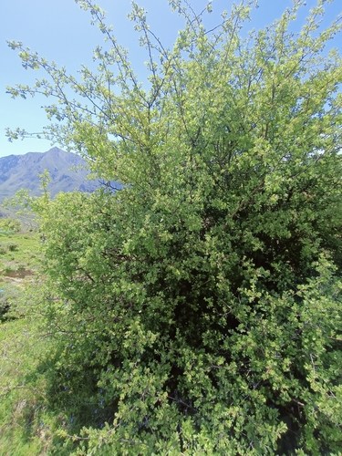 Crataegus laciniata, photograph 5