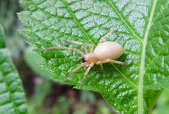 Cheiracanthium inclusum