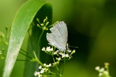 Celastrina neglecta