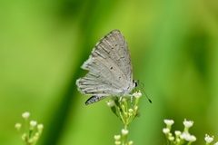 Celastrina neglecta