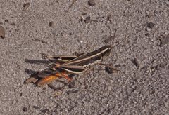 Macrotona securiformis