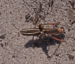 Macrotona securiformis