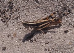 Macrotona securiformis