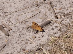 Heteronympha paradelpha