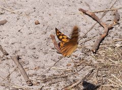 Heteronympha paradelpha