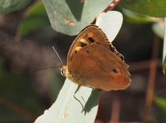 Heteronympha paradelpha