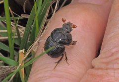 Stenaspidius ruficornis