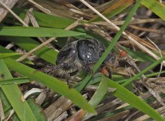 Stenaspidius ruficornis