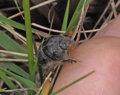 Stenaspidius ruficornis