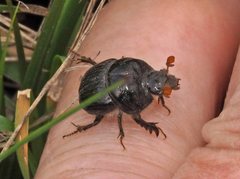 Stenaspidius ruficornis