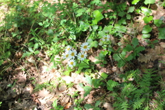 Tanacetum corymbosum