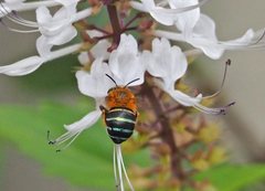 Amegilla cingulata