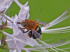 Amegilla cingulata